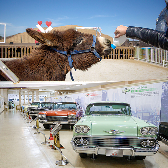 새별프렌즈 동물원+세계자동차박물관